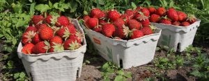GerwischErdbeeren_4